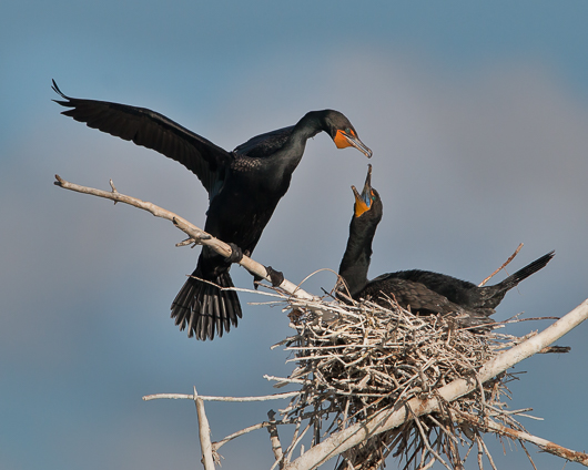 Double-crested Cormorants Greeting Each Other