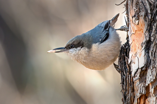 Pygmy Nuthatch with a Seed