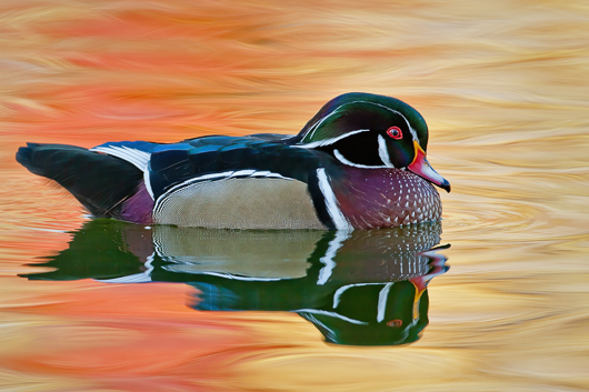 Wood Duck with Reflected Fall Colors