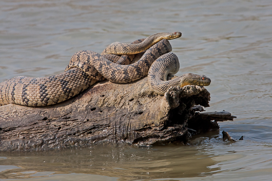 Male Diamondback Water Snake  Coiled on Top of a Female