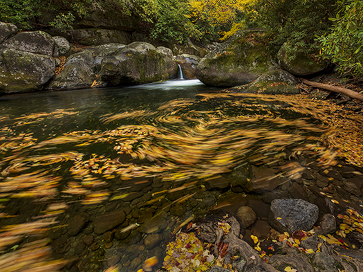 swirling leaves in pool beneath a small waterfall