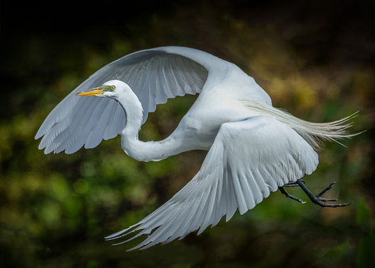 Egret Fly-by