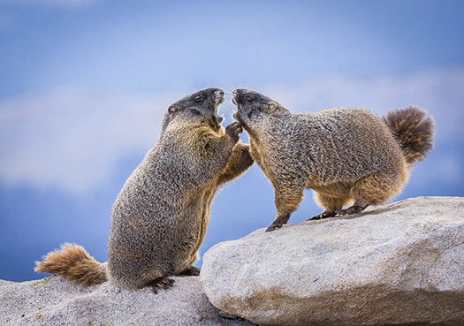 Two Marmots