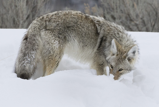 coyote in snow
