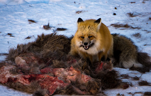 Fox and Carcass