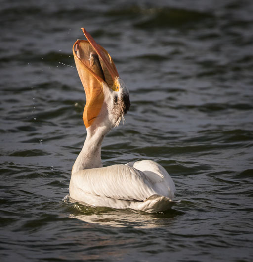 Pelican with Fish
