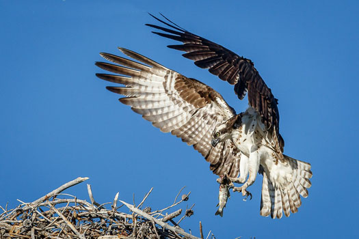 Osprey with a Fish