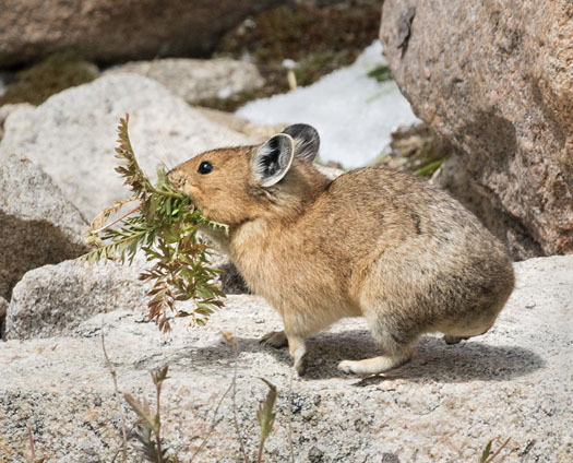 Pika with Mouthful