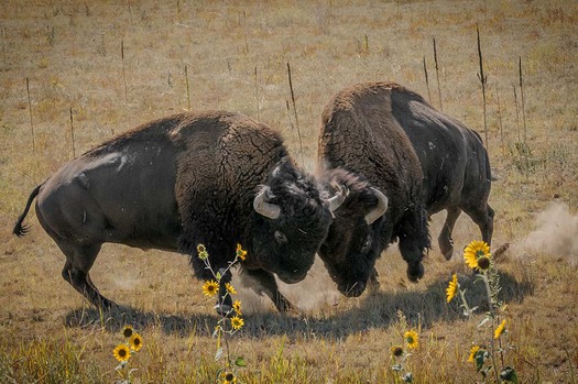 Bison butting heads