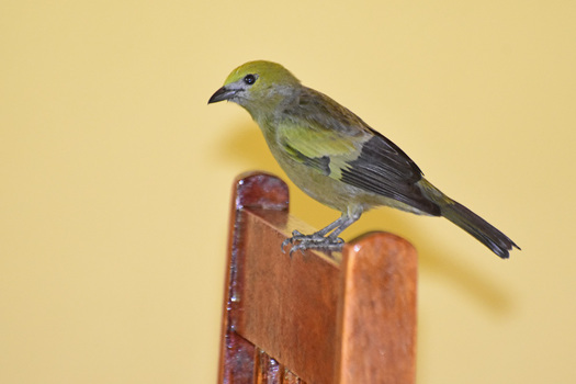Palm Tanager On a Chair