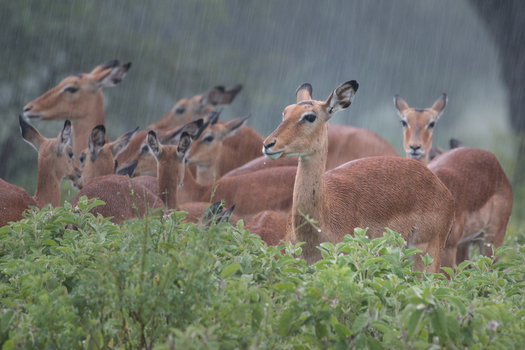 Impalas in Rain