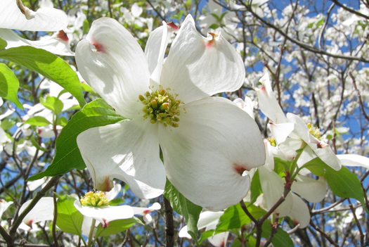 Dogwood Bloss