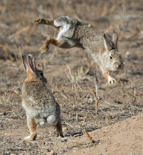 Courting Cottontails
