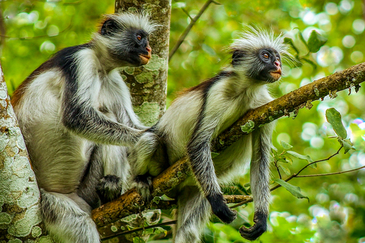 Zanzibar Monkeys