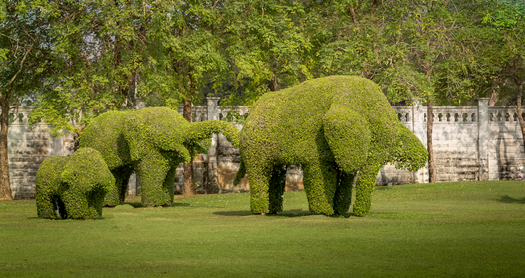 bushes shaped like elephants
