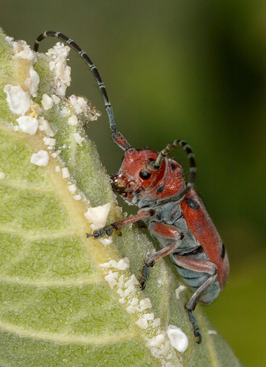 Milkweed Long-horned Beetle