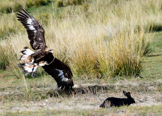Hunting Eagle