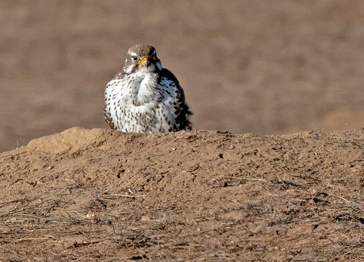 prairie falcon with swollen gullet