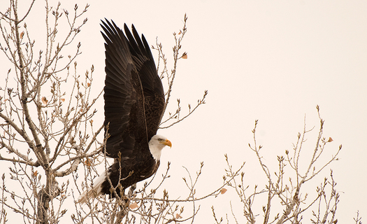 bald eagle taking off