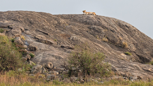Lioness on ha rock hill