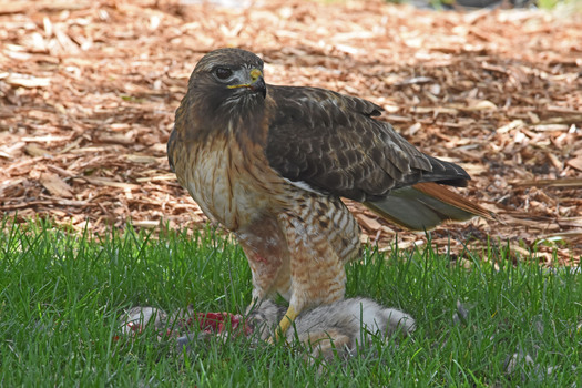 Red-tailed Hawk with a Cottontail carcass