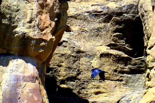 Bird flying in front of a rocky cliff