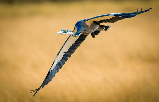 African Blue Heron