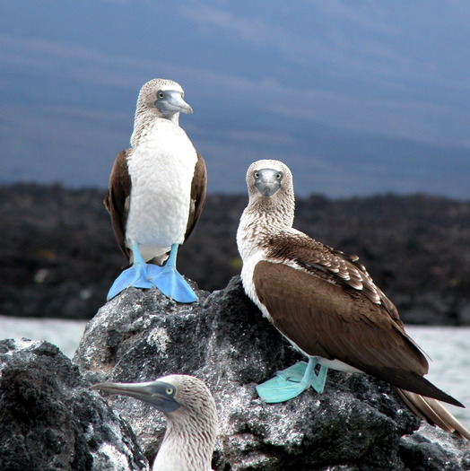 Blue and Turquoise-Footed Boobies