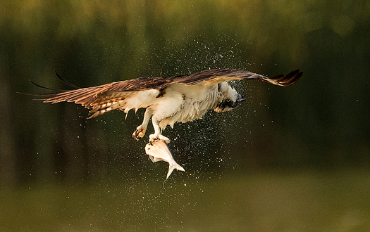 Raptor with a Fish