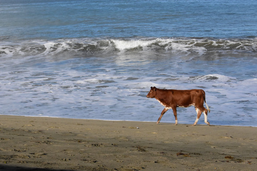 Cow on a Beach
