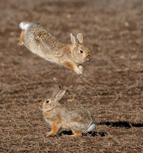 Jumping Cottontails