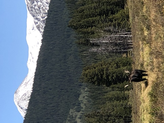 mountain scene with bull moose