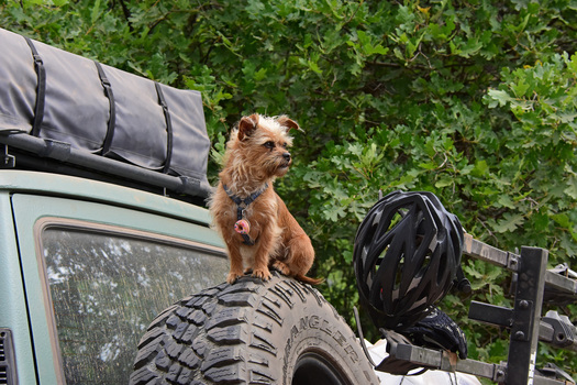 Dog sitting on spare tire
