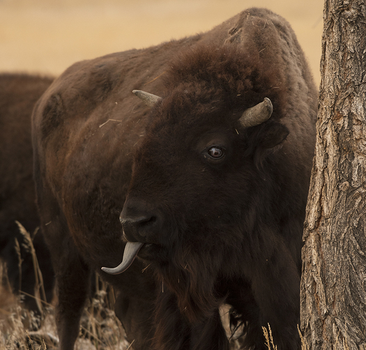Bison Sticking out Its Tongue