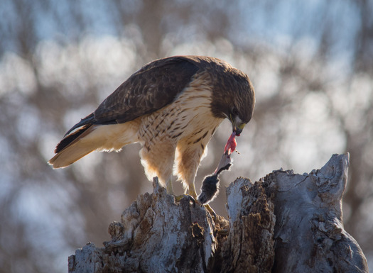 Redtailed Hawk eating prey