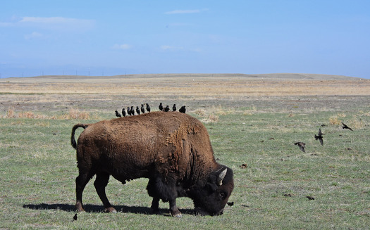 Bison with Starlings on it back