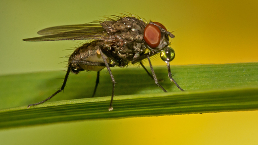 Muscoid Fly blowing a bubble