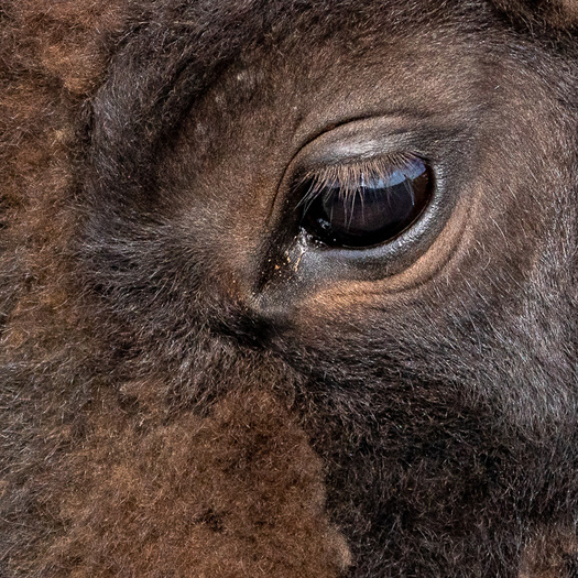 Eye of American Bison