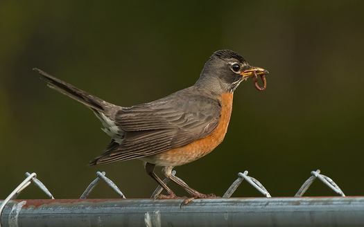 Robin with Worm