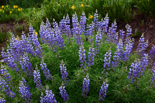 Group of Lupines