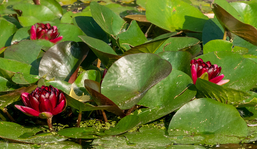 water Lillies