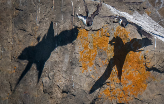 Shadows of Birds Flying in Front of a Cliff