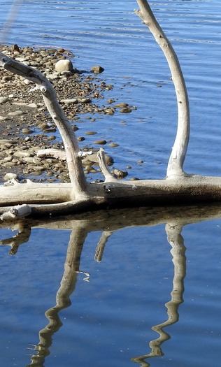 Log with curved branches in water