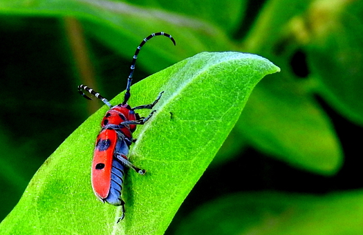 Red insect with black spots and long antennas