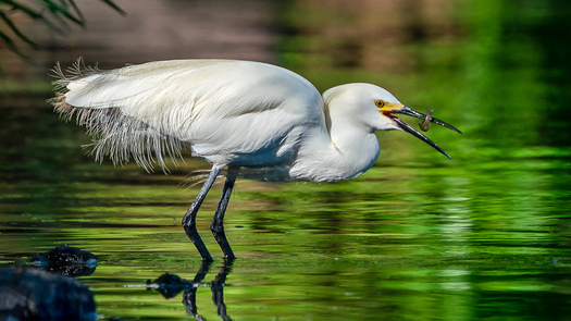Snowy Egret about to swallow a small fish