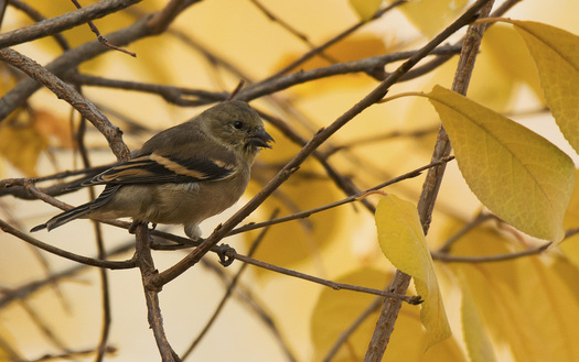 Bird in a tree with autumn foliage