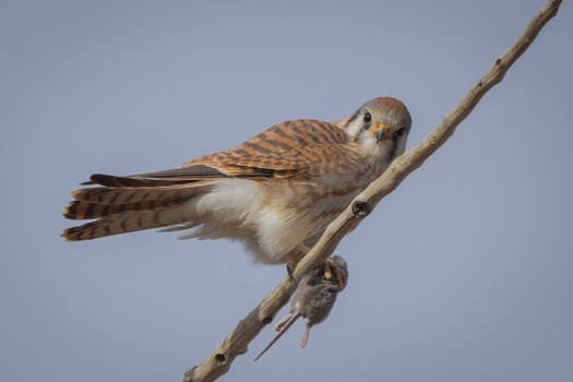 Perched Kestrel with a Mouse