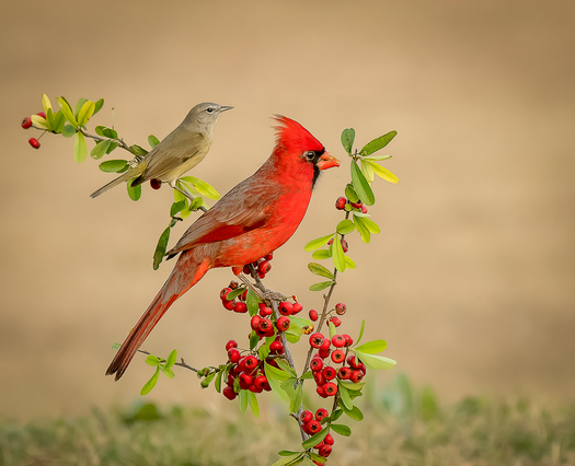 Two birds on a branch with berries