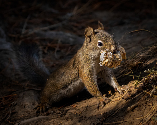 Squirrel with a full mouth