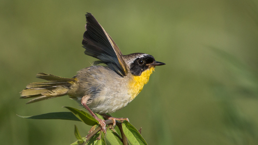 Bird with a yellow throat